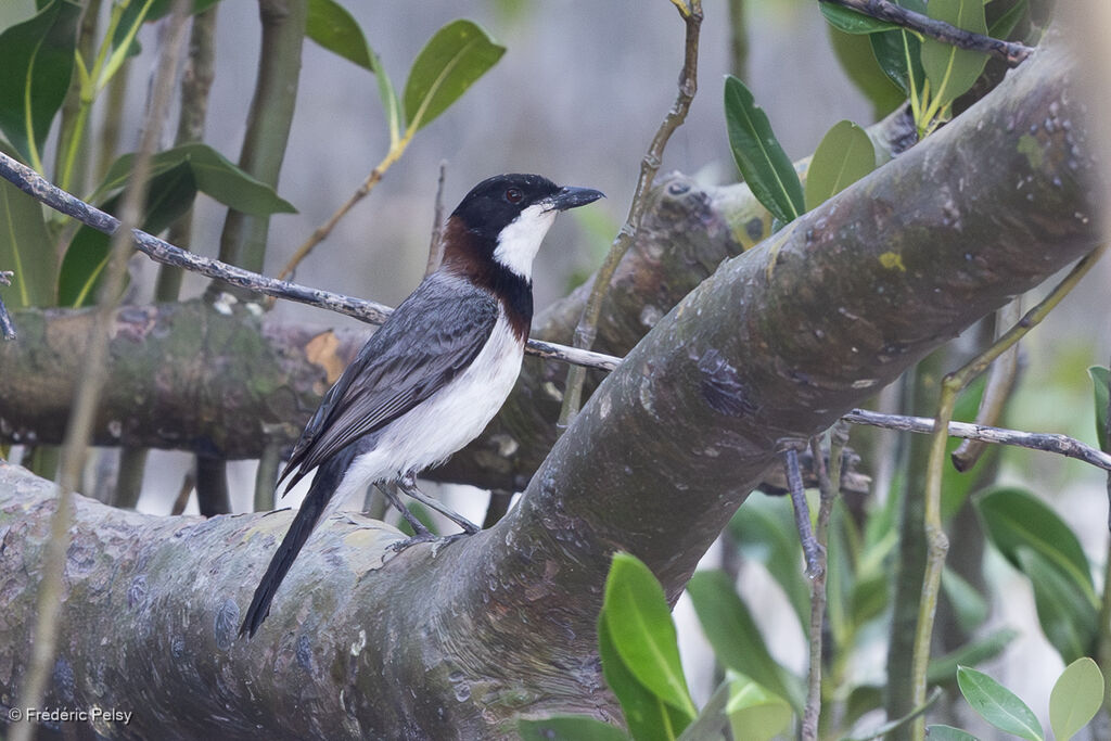 Siffleur à bavette blanche