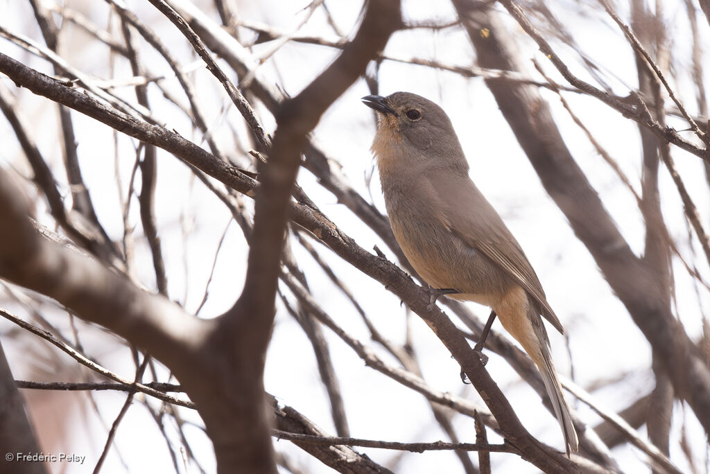 Gilbert's Whistler male adult