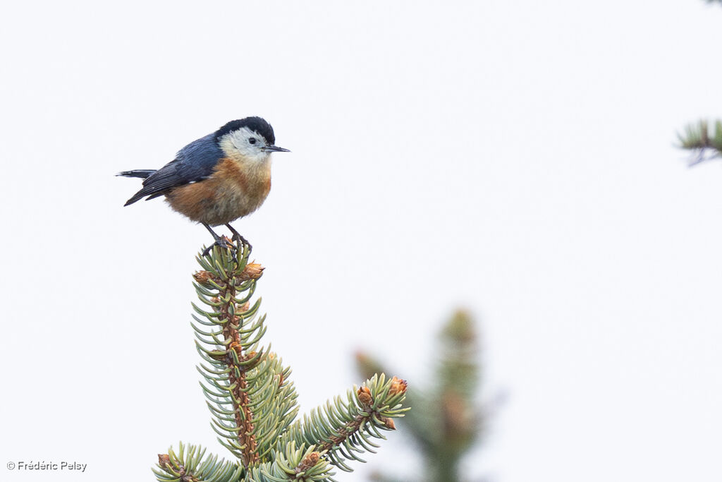 Przevalski's Nuthatch