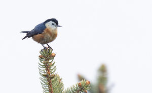 Sittelle de Przewalski
