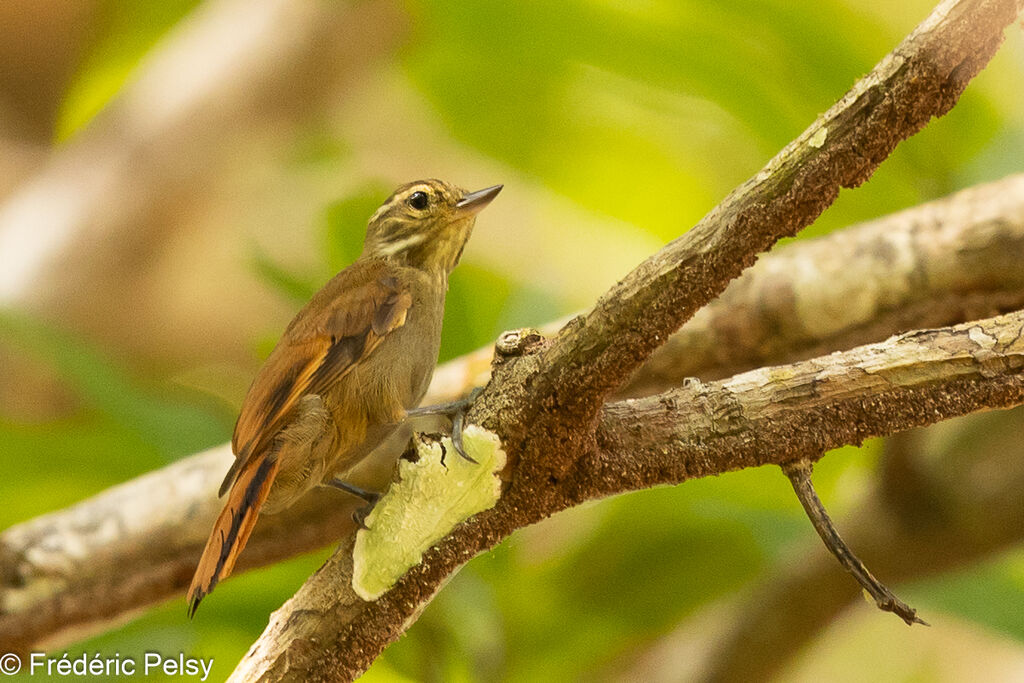 Northern Plain Xenops