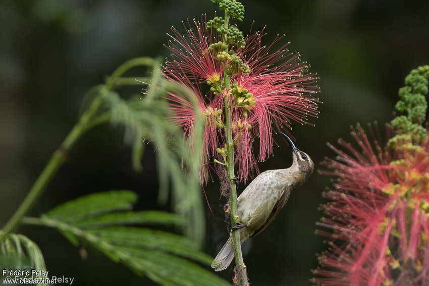 Blue-throated Brown Sunbird female adult, eats