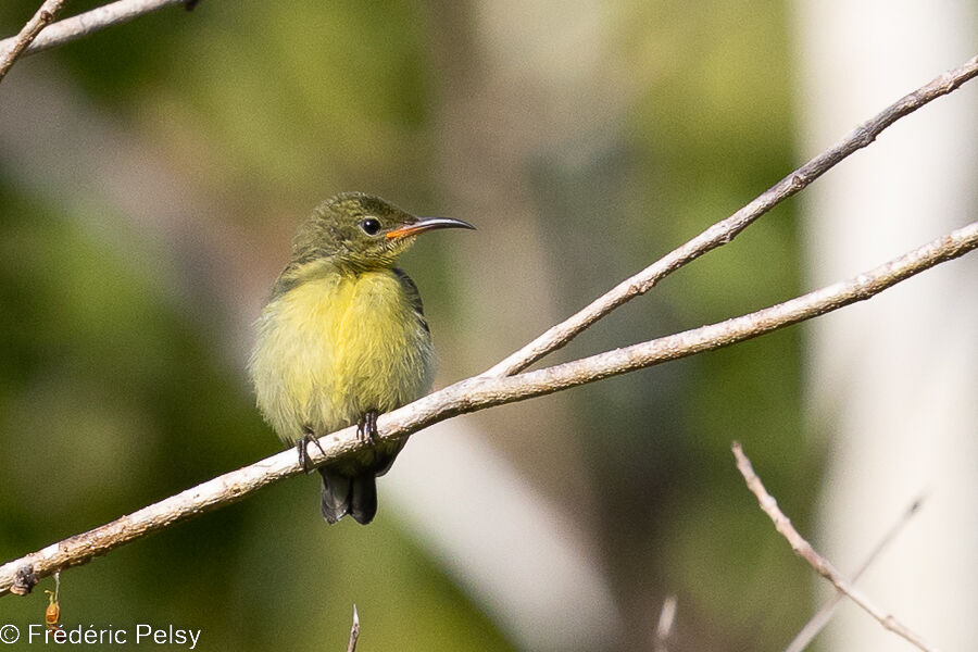Sahul Sunbird