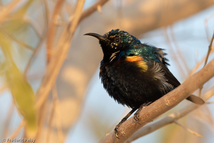 Purple Sunbird male
