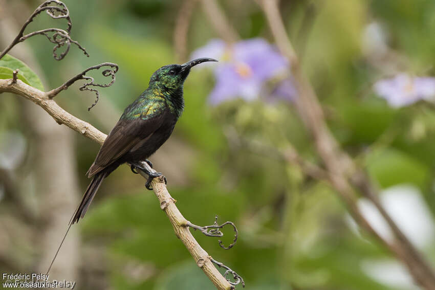 Bronze Sunbird male adult, identification