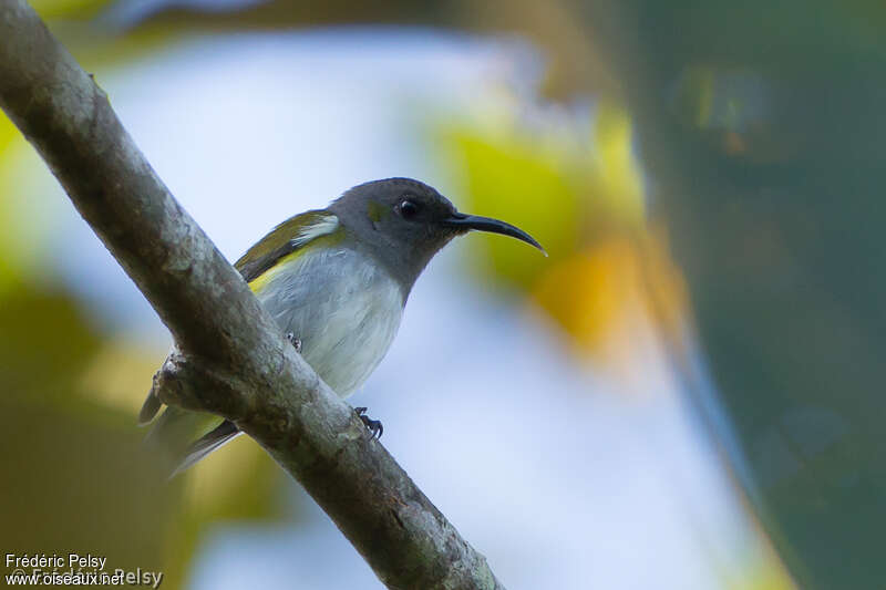 Grey-hooded Sunbirdadult