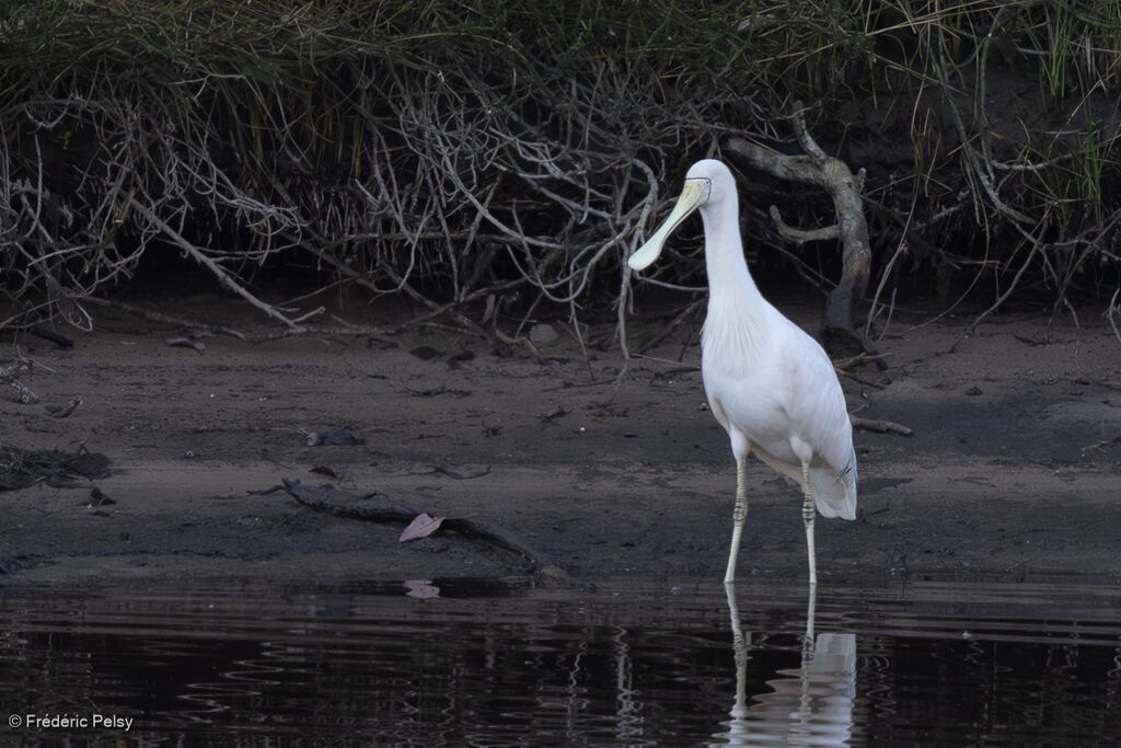Spatule à bec jaune
