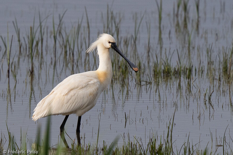 Eurasian Spoonbilladult