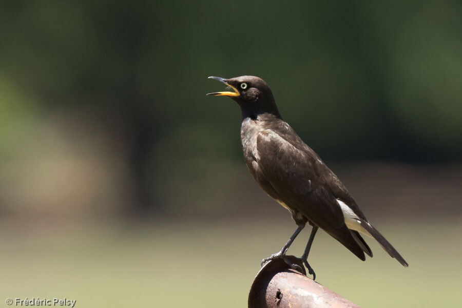 Pied Starlingadult