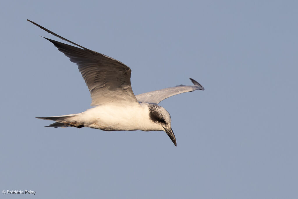 Sterne à longues pattes, Vol
