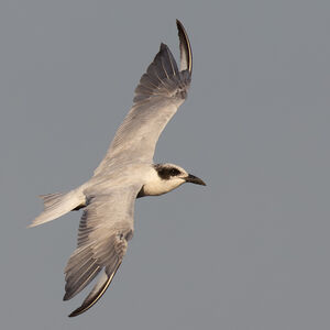 Sterne à longues pattes