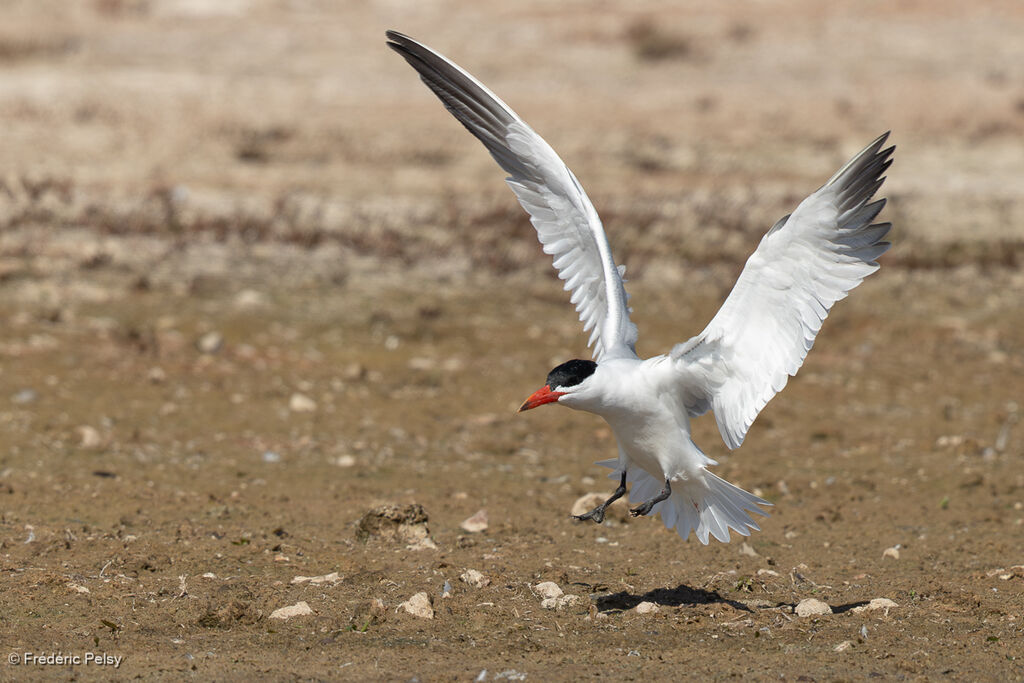 Sterne caspienne, Vol