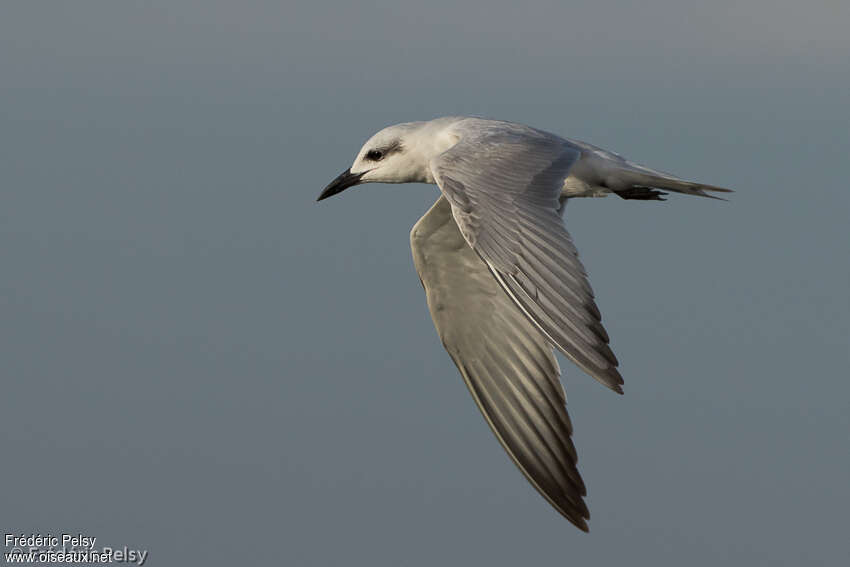 Gull-billed Ternadult post breeding, Flight