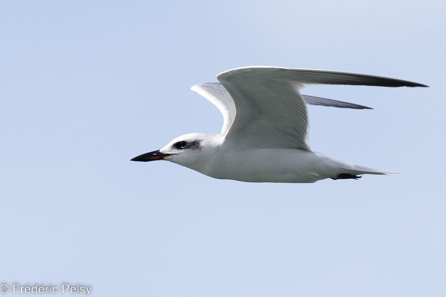 Gull-billed Tern