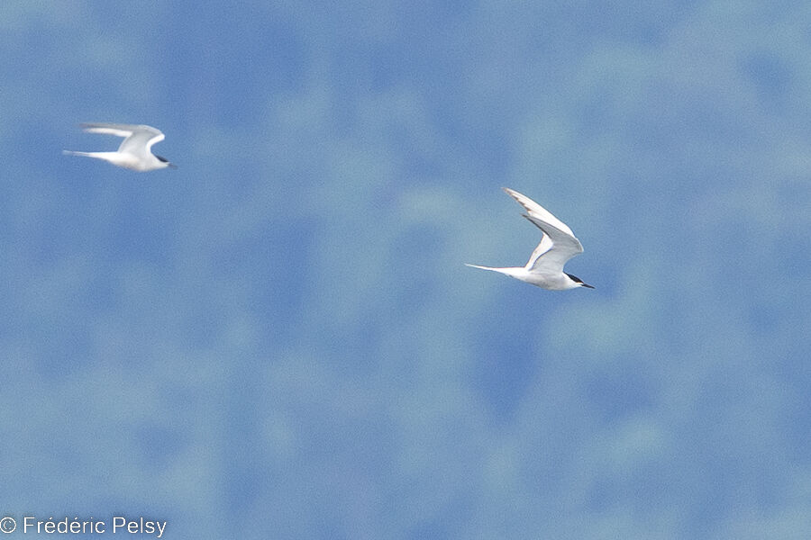 Common Tern, Flight