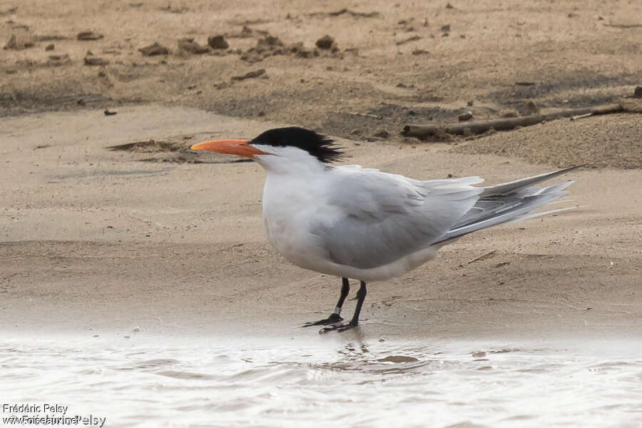 Royal Ternadult breeding, identification
