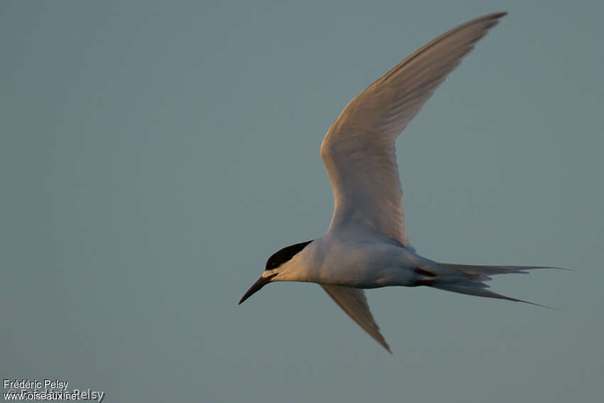White-fronted Ternadult, Flight