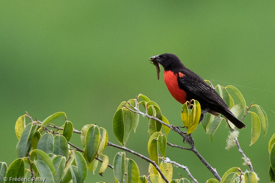 Red-breasted Meadowlark, eats