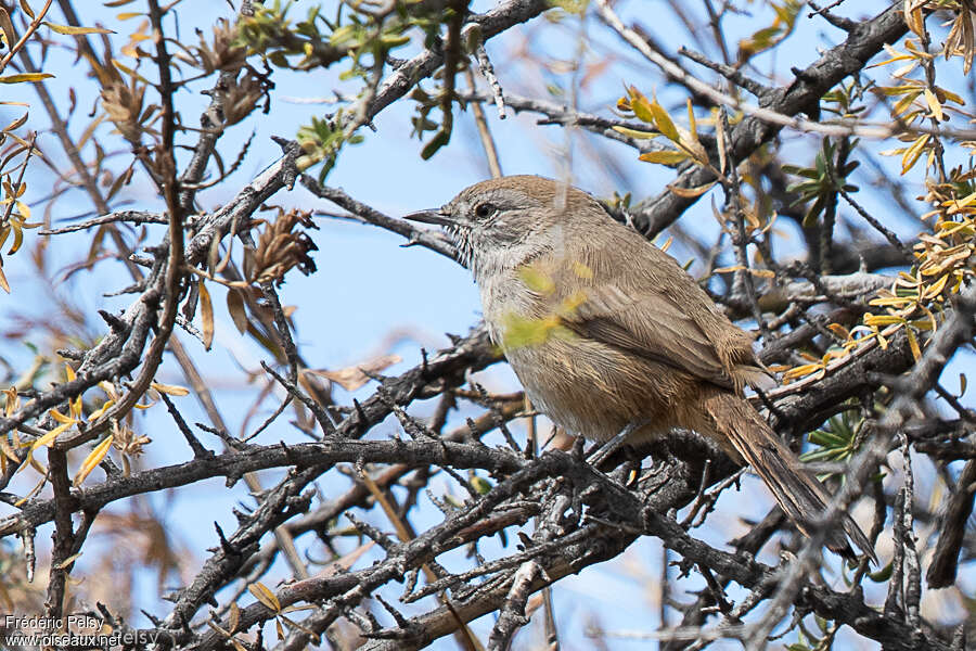 Synallaxe de Patagonie, identification