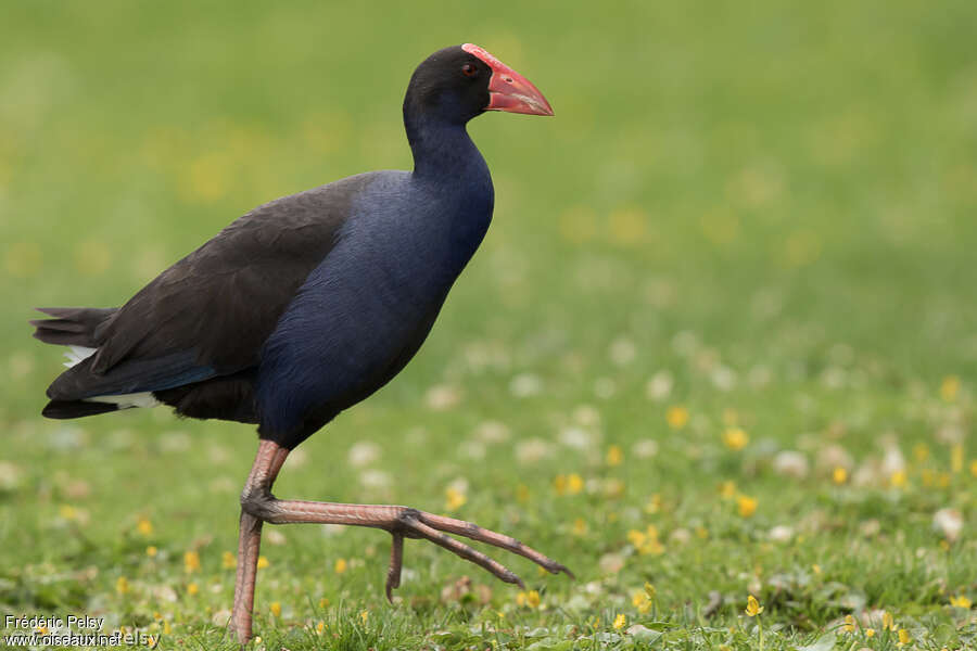 Talève australeadulte, identification