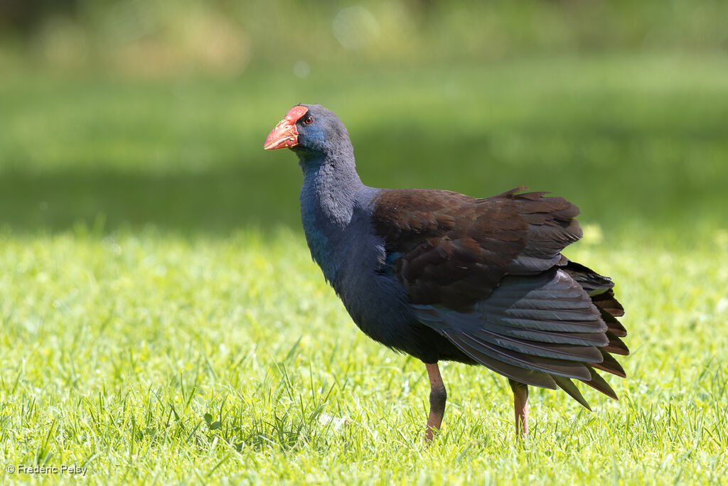 Australasian Swamphen