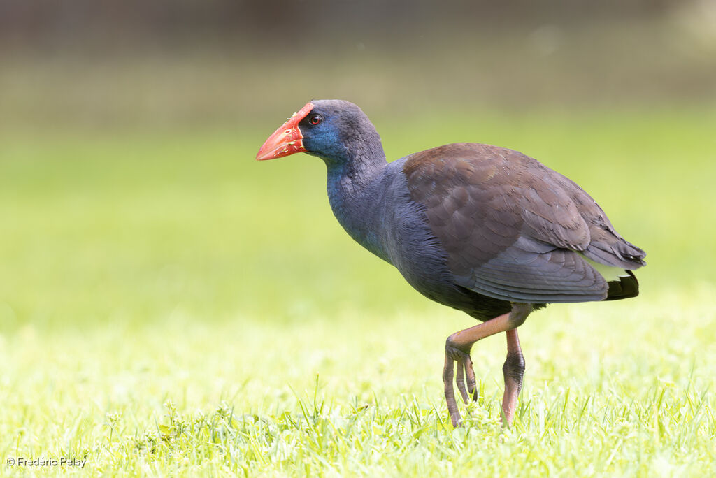 Australasian Swamphen