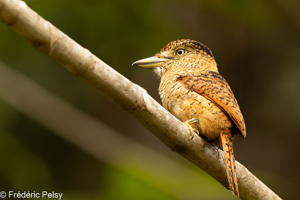 Barred Puffbird