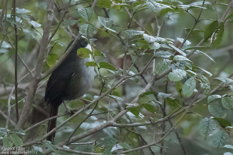 Tangara d'Haïtiadulte