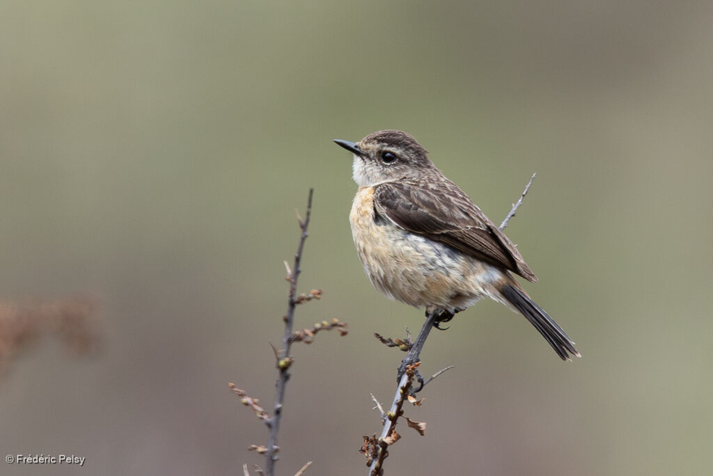 Siberian Stonechat