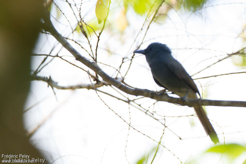 Blue Paradise Flycatcher, identification