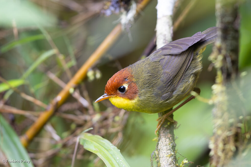 Chestnut-headed Tesia