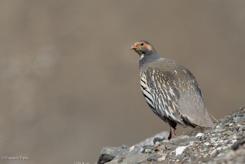 Tibetan Snowcock