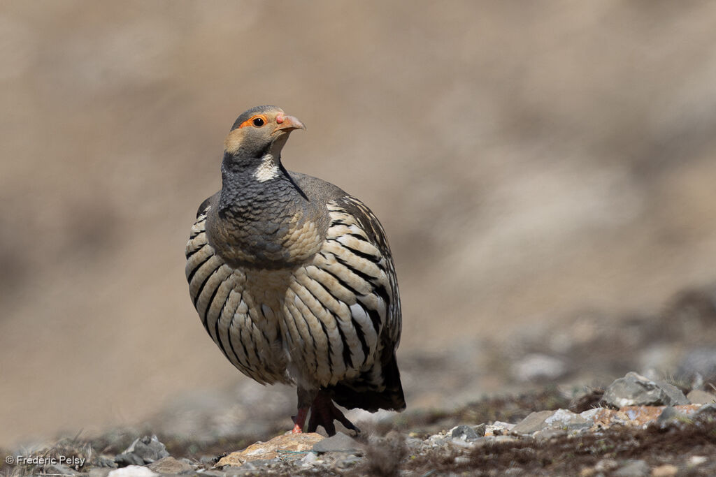 Tibetan Snowcock