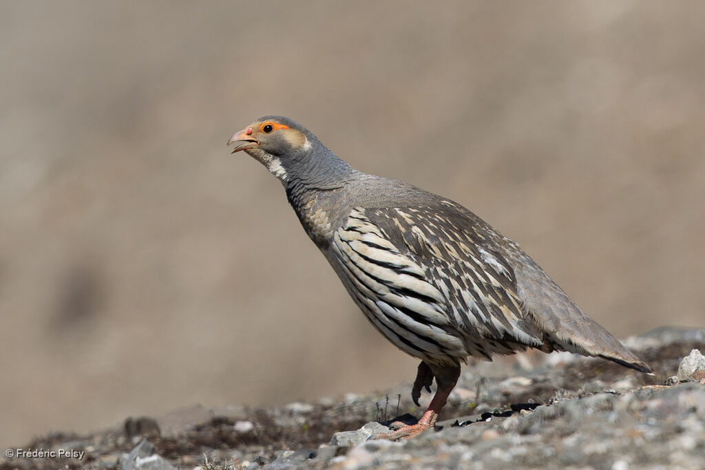 Tibetan Snowcock
