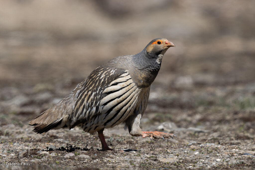 Tibetan Snowcock