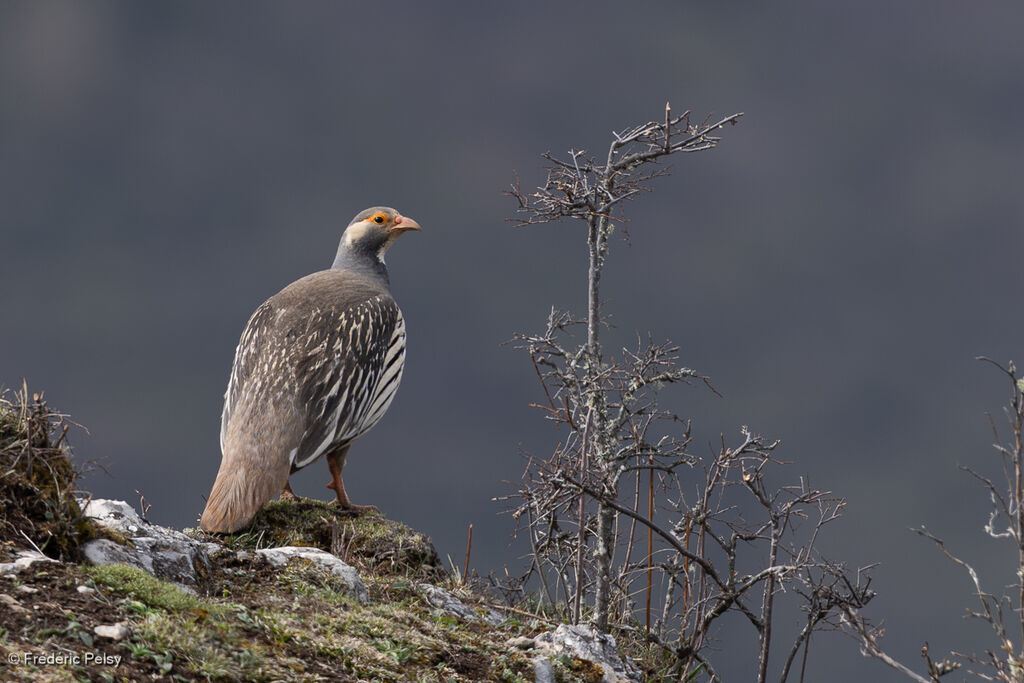 Tétraogalle du Tibet