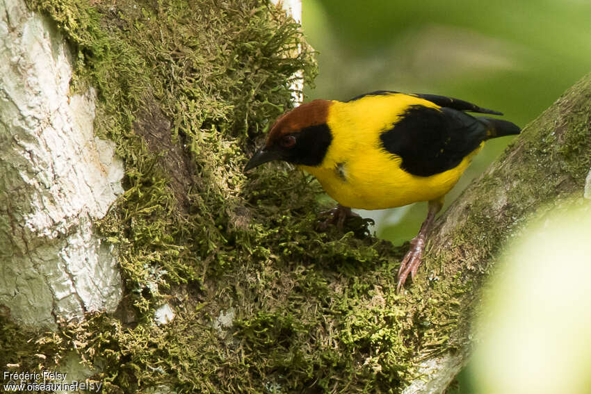 Brown-capped Weaveradult breeding, identification