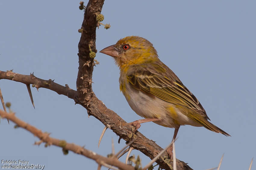 Rüppell's Weaver male immature, identification