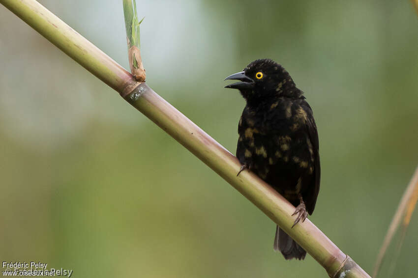 Vieillot's Black Weaver male immature, identification