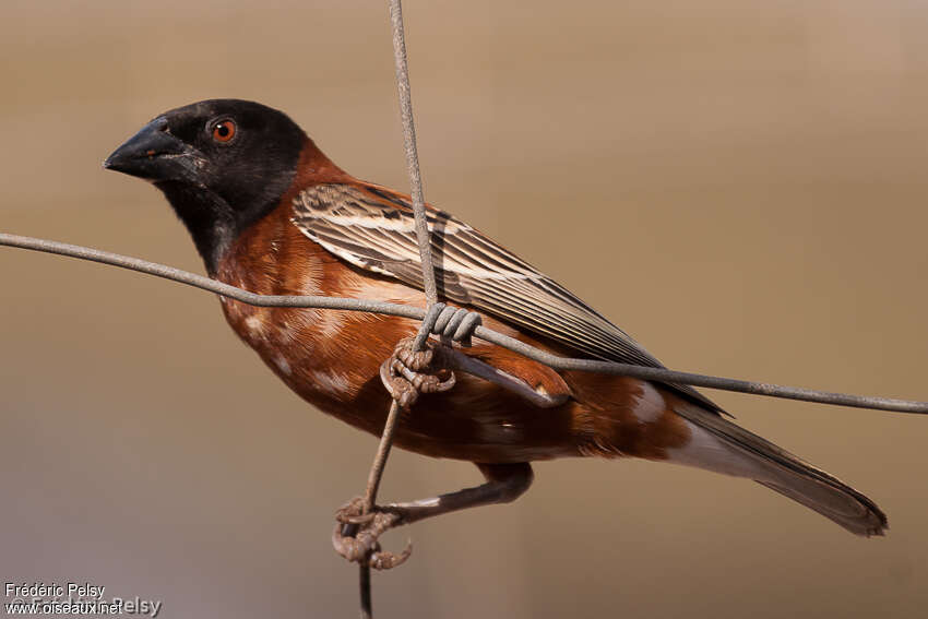 Chestnut Weaver male adult transition, close-up portrait