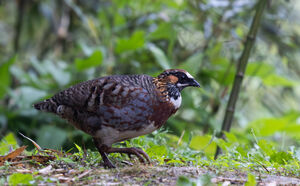 Torquéole de Boulton