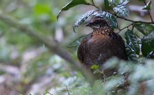 Torquéole de Boulton