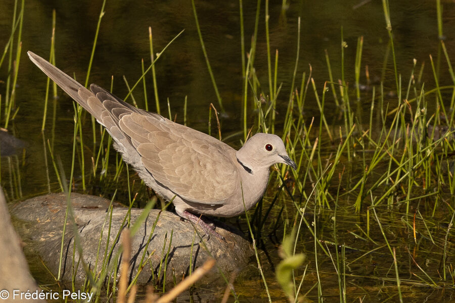 Eurasian Collared Dove
