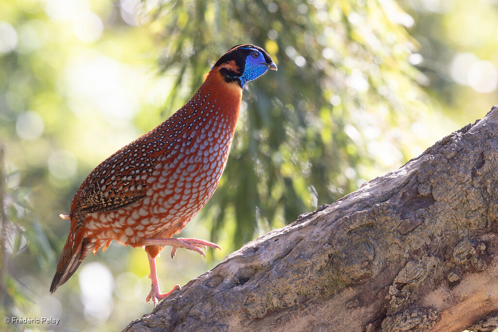 Tragopan de Temminck