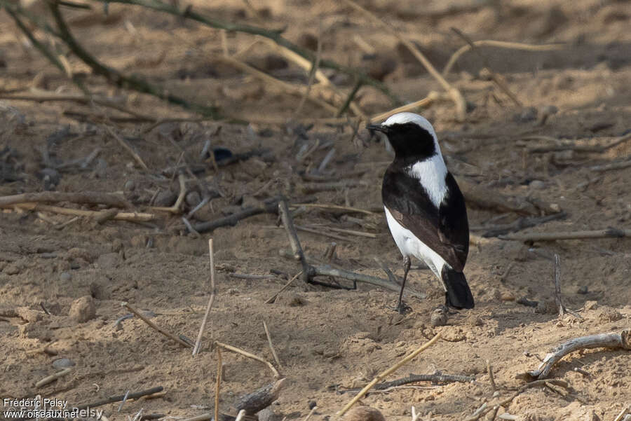 Finsch's Wheatear male Second year, pigmentation