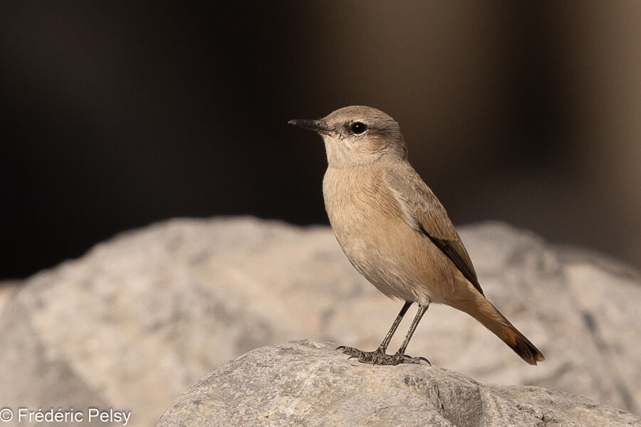 Red-tailed Wheatear