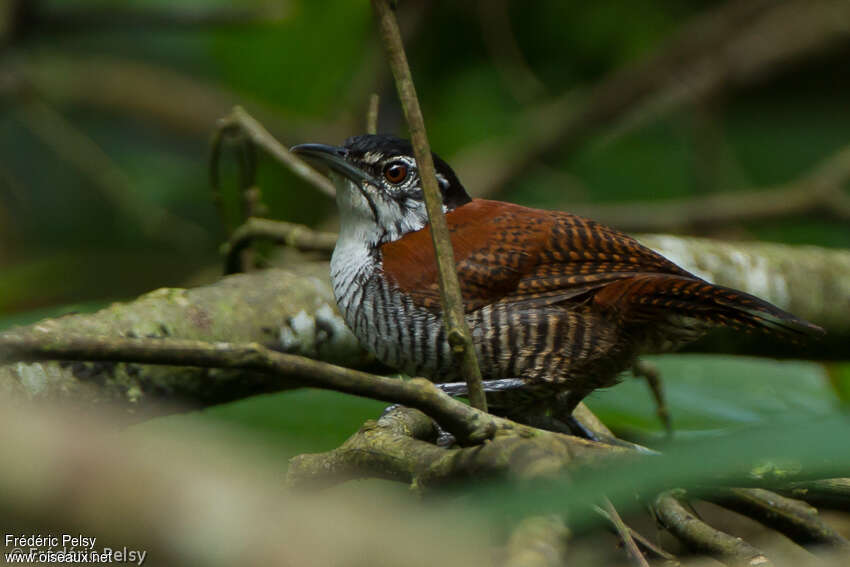 Troglodyte à calotte noireadulte, identification