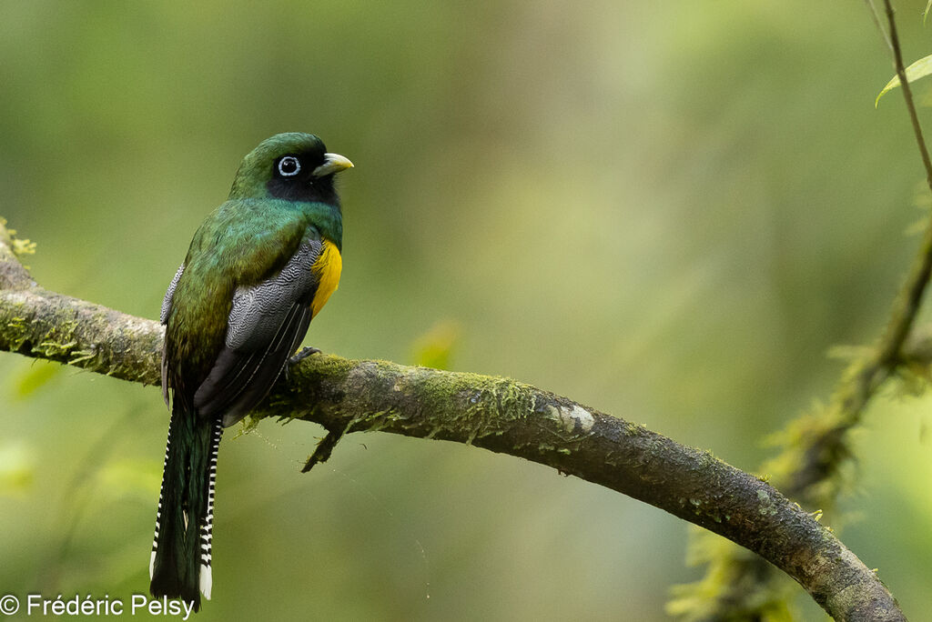 Trogon de Cabanis mâle
