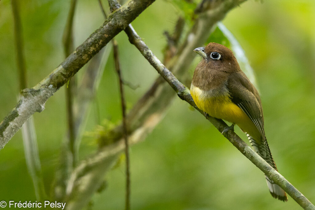 Northern Black-throated Trogon female