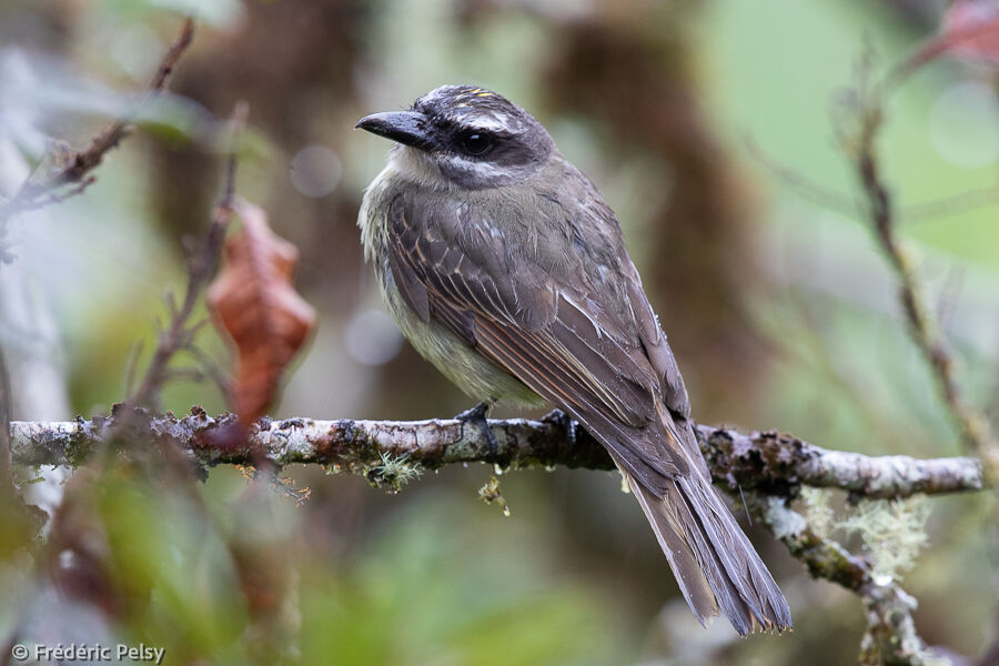 Tyran à ventre d'or